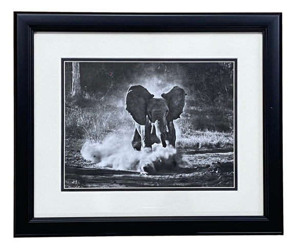 Running Elephant Framed 11x14 Art Poster Photo